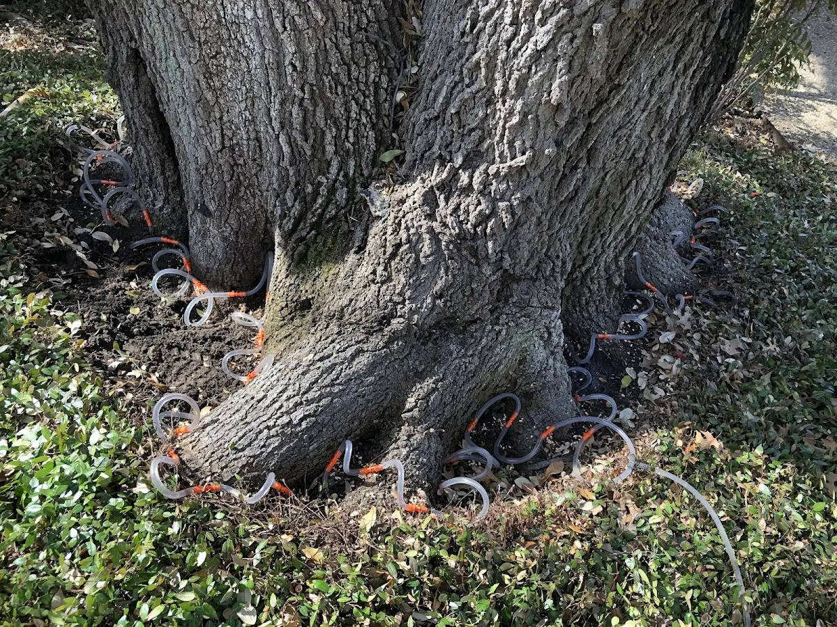 Detailed Shrub and Hedge Trimming job site in Helotes