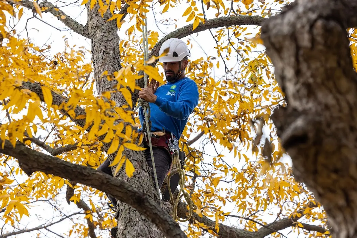 Skilled Storm Damage Cleanup crew working in Helotes