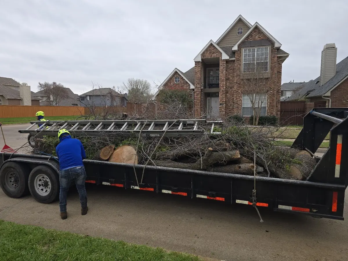 Expert Tree Pest Control with proper safety equipment in Helotes